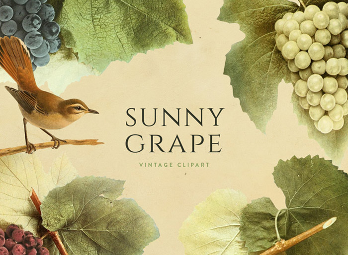Sunny Grape Vintage Clipart