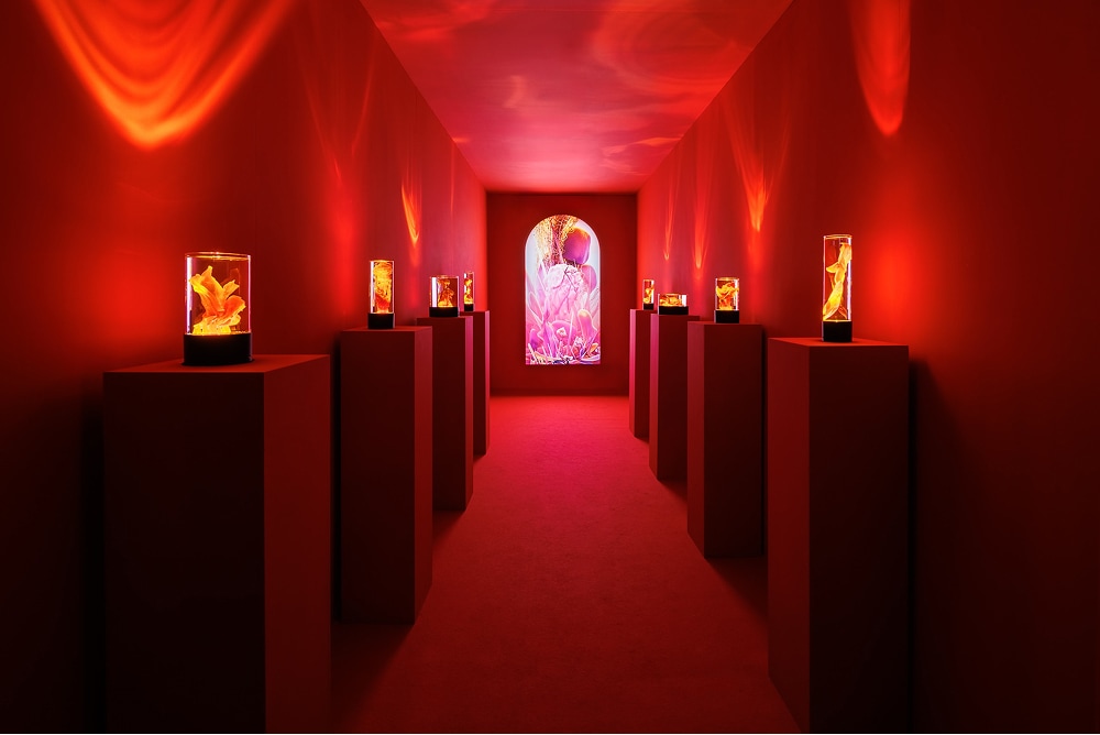 Identyfikacja wystawy “Kserofity” Grzegorza Kwieka w BWA w Tarnowie