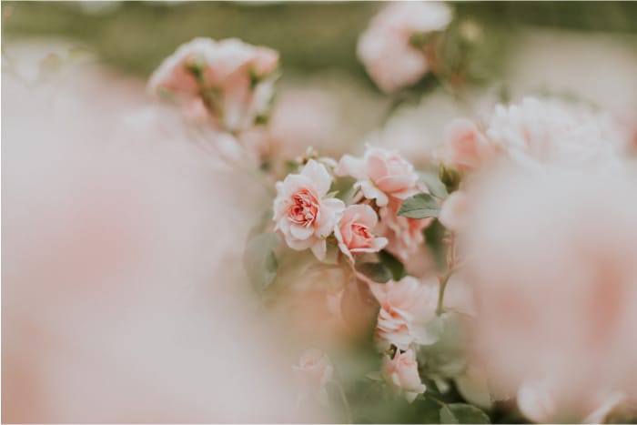 Kolekcja zdjęć różowych kwiatów